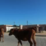 Kühe auf der Straße sieht man hier auf jeden Fall öfter als in Kapstadt