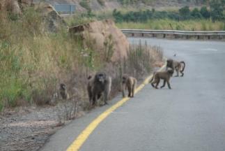 Baboons on the street