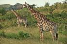 Our first giraffes