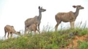 Kudu females with baby