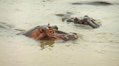 hippo in the estuary