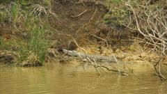 crocodile on the estuary bank