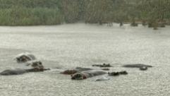 hippo family in rain